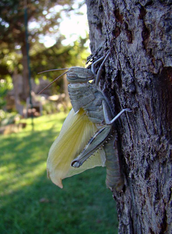 La muta della  Anacridium aegyptium